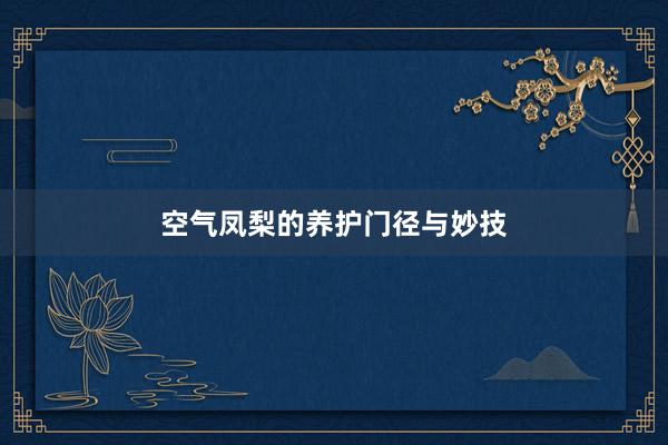 空气凤梨的养护门径与妙技